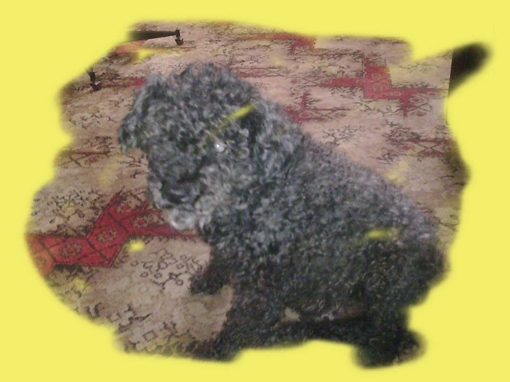 BANDI