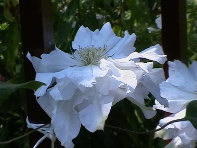 Klematis / Powojnik/
