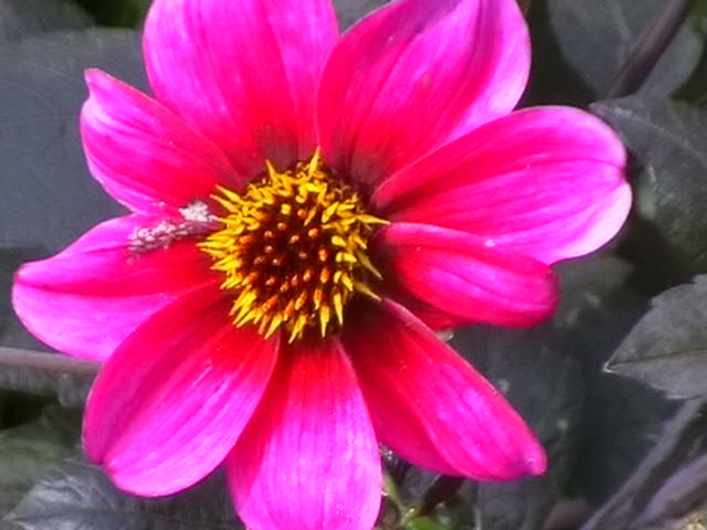 Dalia /niska/